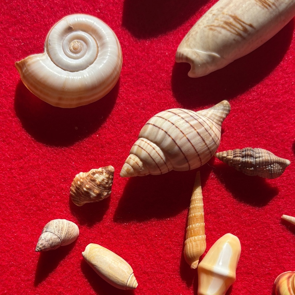 Natural Seashell Collection - Picture 2 of 10